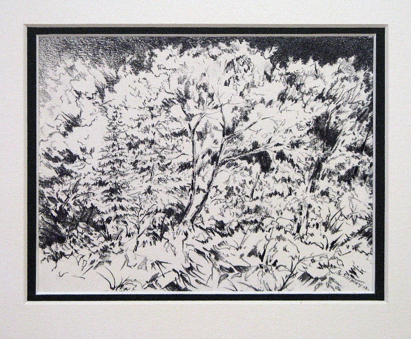 Woods 1, 5.5x7 inches, graphite pencil, 2012.jpg